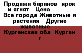 Продажа баранов, ярок и ягнят › Цена ­ 3 500 - Все города Животные и растения » Другие животные   . Курганская обл.,Курган г.